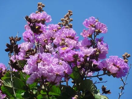 Великолепната Lagerstroemia или индийски люляк