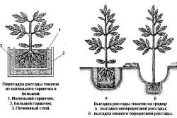 Ce să roșii de plante, să crească o grădină!