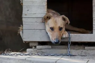 Cum să scapi de dihorul, jderul, nevăstuica la stână