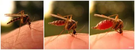 Cum să scapi de țânțari în natură