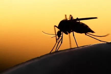 Mivel a szúnyogok választja áldozatot július 17, 2015, események, időjárás hírek