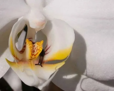 Milyen kártevők feltűnő orchideák és hogyan kell harcolni velük