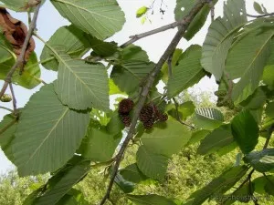 Cum să sperie protecție dăunătorilor din greierii folosind repelente și repellente