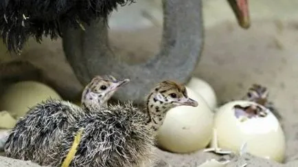 Hogyan kell megnyitni egy strucc farm a semmiből, egy üzleti terv