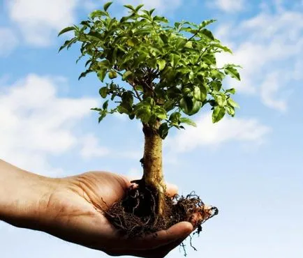 Átültetett gesztenye - hogyan kell felhívni a fa Gesztenye - gyümölcs és zöldség kert