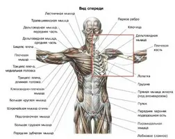 Hogyan, hogy egy macska egy pirulát a férgek