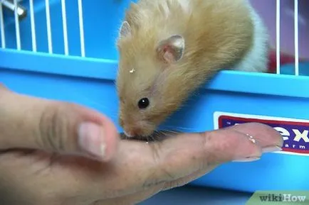 Cum să aibă grijă de hamster