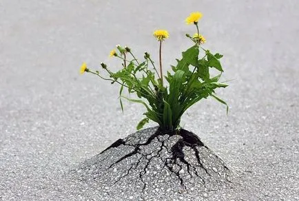 Ca o rădăcină sparge asfaltul ca semințele cad sub asfalt