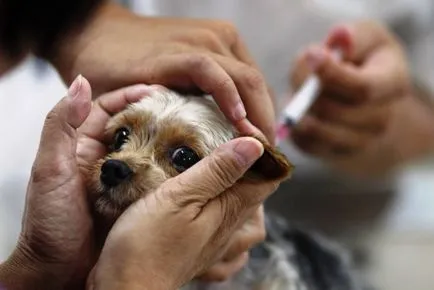 Hogyan készítsünk egy kis kutya egy injekciót részletes útmutatást tól Z-ig, az állatok otthon