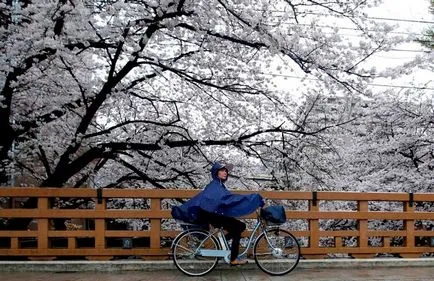 flori de cires din Japonia