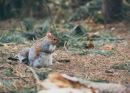 Cum de a reduce amprenta ta ecologică - un mod de viață - un oraș verde - trăiesc organice