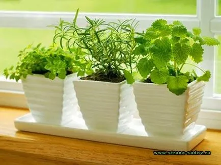 Cum să crească pătrunjel în grădină și în casă