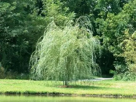 Cum să crească salcie în grădină de plantare, îngrijire, inmultire