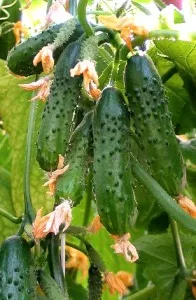 Favorabile castravete - grădină, grădină de legume - acasă Mamele