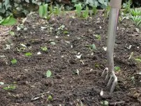 Cartofi în sol nisipos, grădinar (conac)