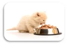 Alegerea alimentelor pentru pisici - alegerea alimentelor pentru pisici - Articole Director - îngrijirea - Zoomarket