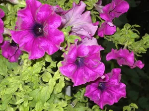 Cultivarea răsadurilor de petunia - în special de plantare și întreținere, timpul optim de semănat și colector