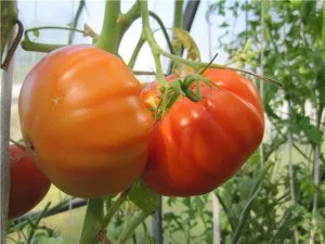 Alege cele mai bune soiuri de tomate pentru sere și sere