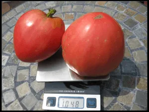 Alege cele mai bune soiuri de tomate pentru sere și sere