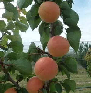 Cultivarea caise în Siberia