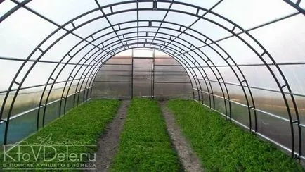 Cultivarea și vânzarea de ierburi proaspete (marar, ceapa verde), ca o afacere în seră - un lucru ușor