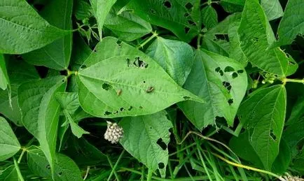 Cultivarea fasole - agroxxi