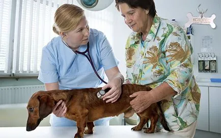 грипния вирус при кучета симптоми и лечение