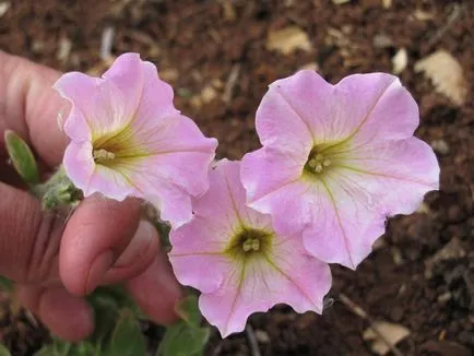 Cultivarea răsadurilor de petunia - în special de plantare și întreținere, timpul optim de semănat și colector