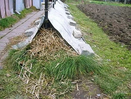 Növekvő szőlő közepén öv, kialakulhatna egy bokor, berendezés video kezdőknek