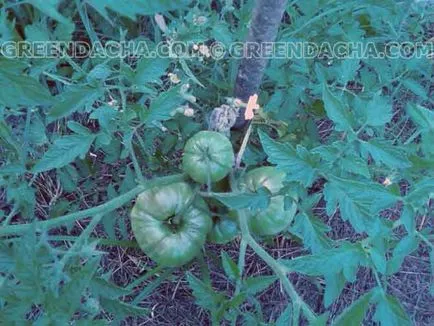 Cultivarea tomate din puieți în teren deschis
