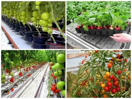 Cultivarea de tomate olandeze