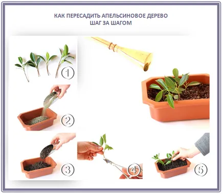 Cultivarea lamaie, portocale si mandarine copaci, plantare, îngrijire, soiuri