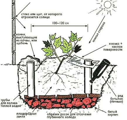 Отглеждане грозде в средния пояс, формирането на един храст, отрежете видео за начинаещи