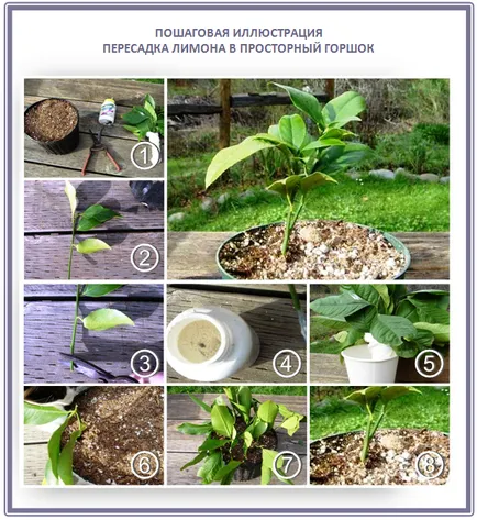 Cultivarea lamaie, portocale si mandarine copaci, plantare, îngrijire, soiuri