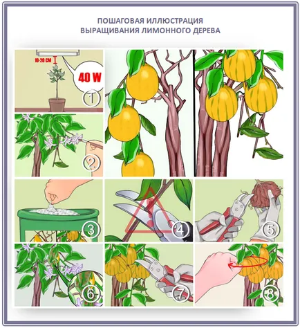 Cultivarea lamaie, portocale si mandarine copaci, plantare, îngrijire, soiuri