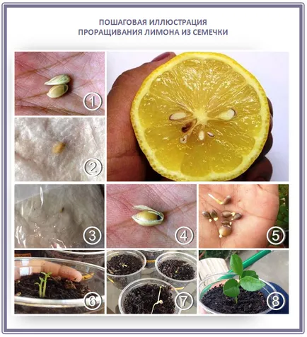 Cultivarea lamaie, portocale si mandarine copaci, plantare, îngrijire, soiuri