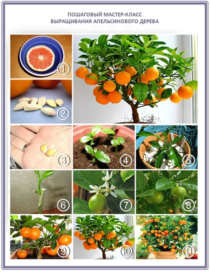 Cultivarea lamaie, portocale si mandarine copaci, plantare, îngrijire, soiuri