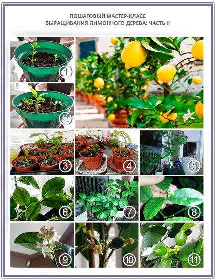 Cultivarea lamaie, portocale si mandarine copaci, plantare, îngrijire, soiuri