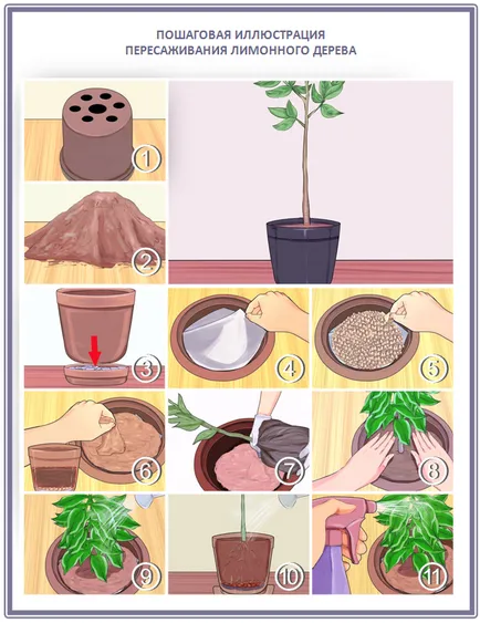 Cultivarea lamaie, portocale si mandarine copaci, plantare, îngrijire, soiuri