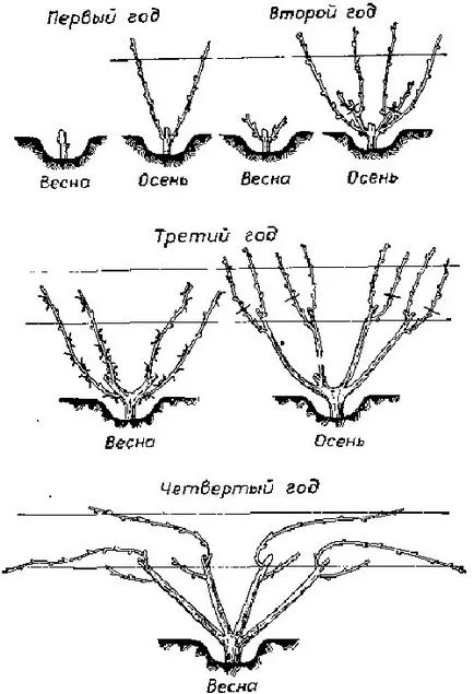 Отглеждане грозде в средния пояс, формирането на един храст, отрежете видео за начинаещи