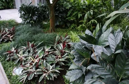 Calathea (36 poze) de îngrijire la domiciliu