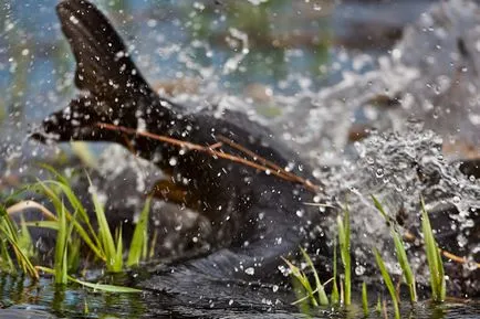 Naptár Horgászat március április május 2014 Fishing on az alsó Volga és Akhtuba tavasz