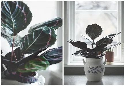 Calathea (36 снимки) грижи у дома