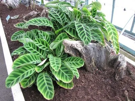 Calathea (36 снимки) грижи у дома