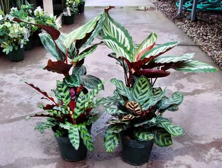 Calathea (36 снимки) грижи у дома