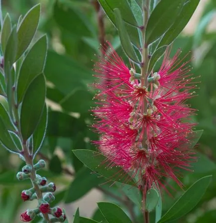 Callistemon ápolási otthon, fotó, reprodukció, a fajok