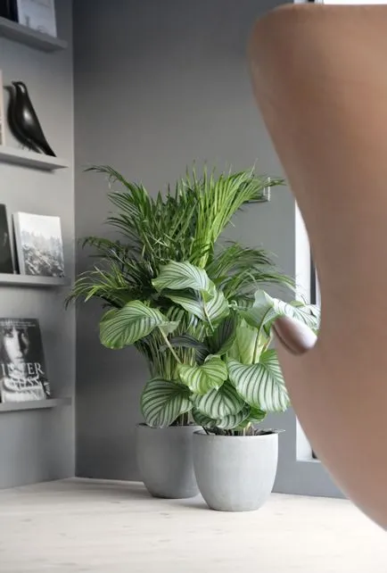 Calathea (36 poze) de îngrijire la domiciliu