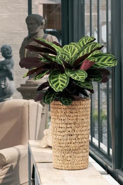 Calathea (36 снимки) грижи у дома