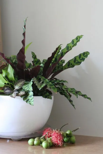 Calathea (36 снимки) грижи у дома