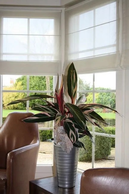 Calathea (36 poze) de îngrijire la domiciliu